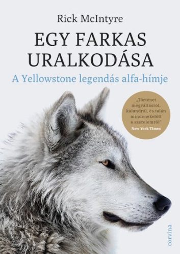 Egy farkas uralkodása - A Yellowstone legendás alfa-hímje