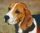 Pixelhobby  804042 Beagle (25,4x20,3cm) 4 alaplapos szett