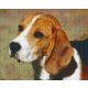 Pixelhobby  804042 Beagle (25,4x20,3cm) 4 alaplapos szett