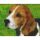 Pixelhobby  8013132 Beagle (10,1x12,7cm)